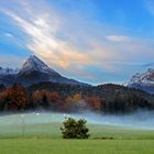 Landschaft mit Kühen