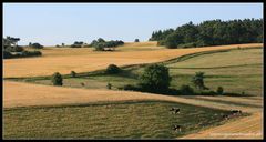 Landschaft mit Kühen aus der Eifel