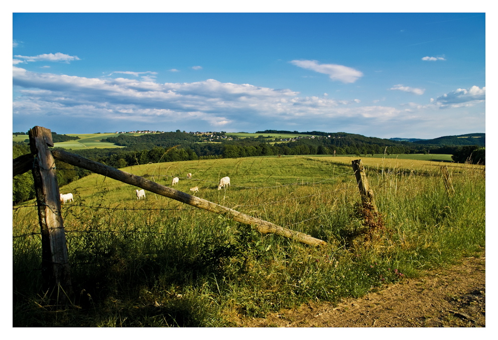 Landschaft mit Kühen