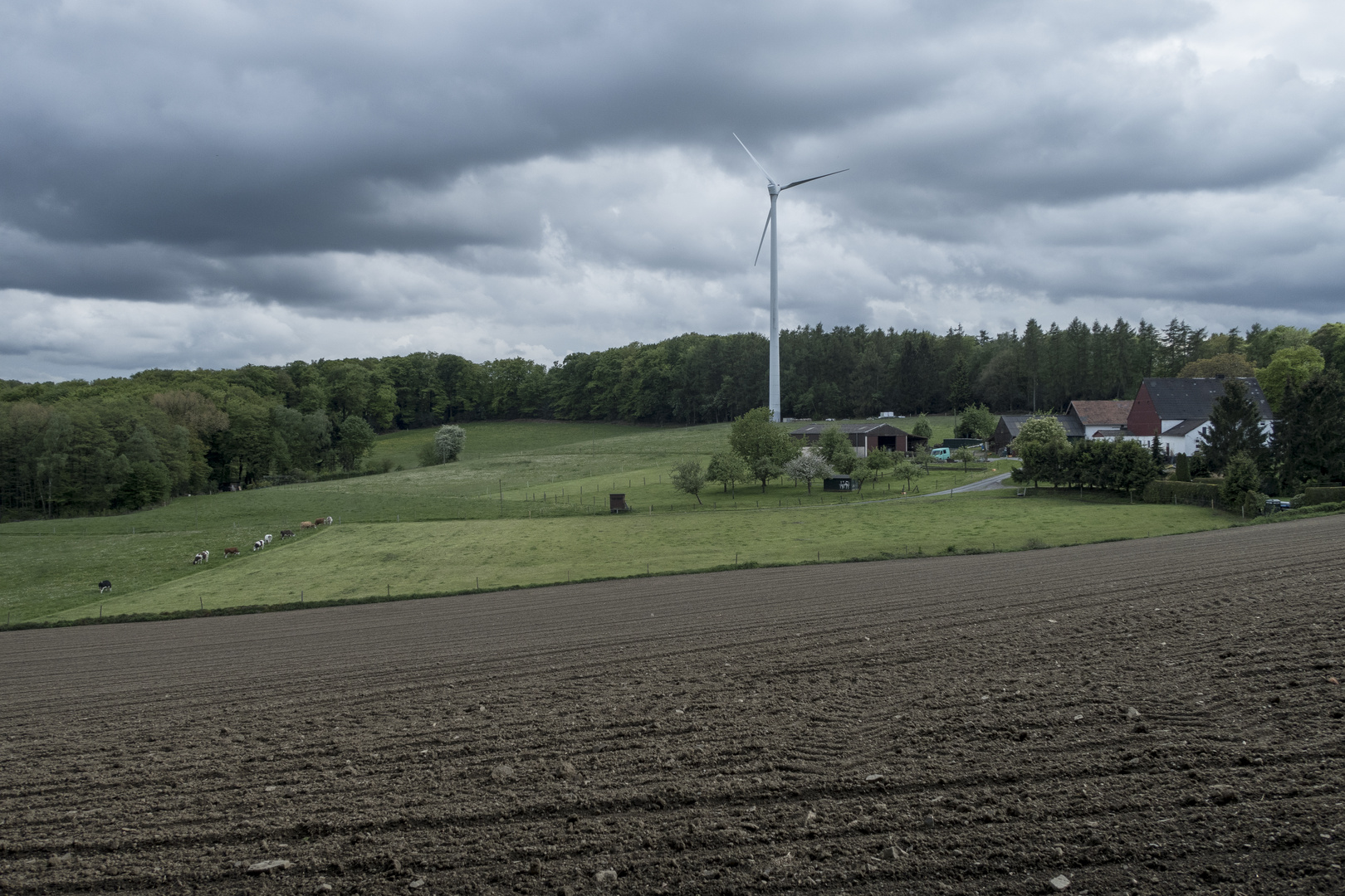 Landschaft mit Kühen unter dramatischem Himmel.