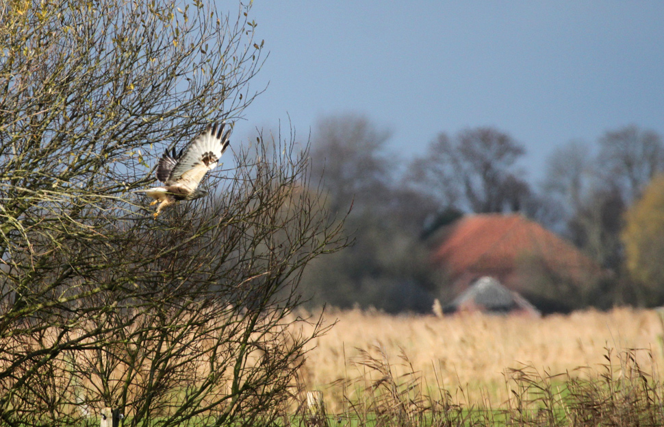 Landschaft mit Lagopus