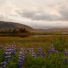 Landschaft mit Lupinen