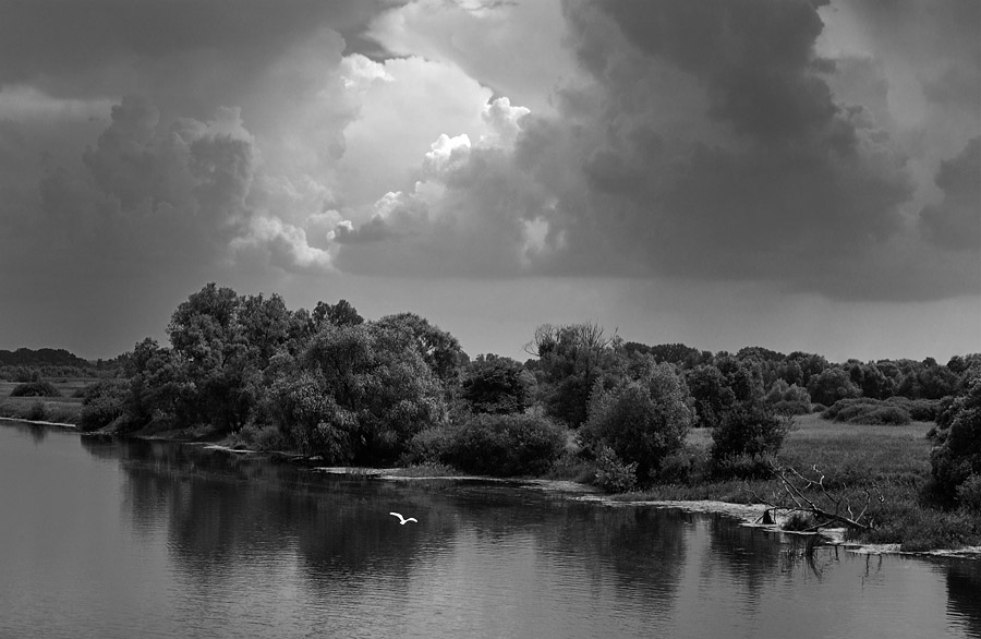 Landschaft mit Möwe