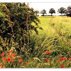 Landschaft mit Mohn