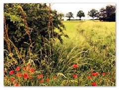 Landschaft mit Mohn