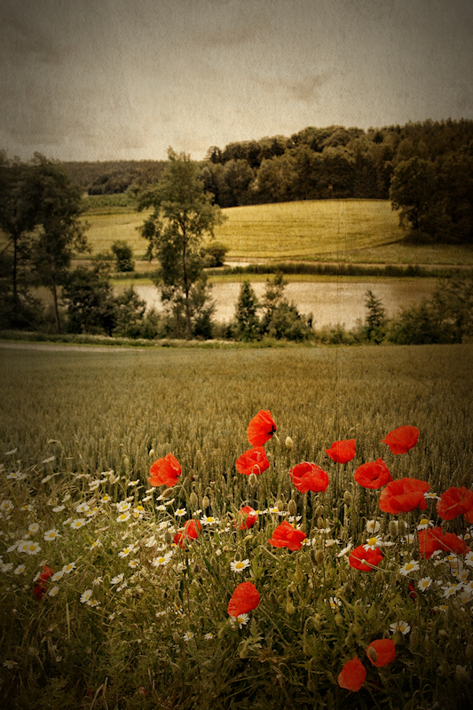 Landschaft mit Mohn