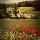 Landschaft mit Mohn