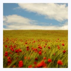 Landschaft mit Mohn II