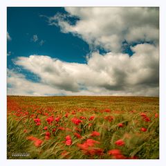 Landschaft mit Mohn III