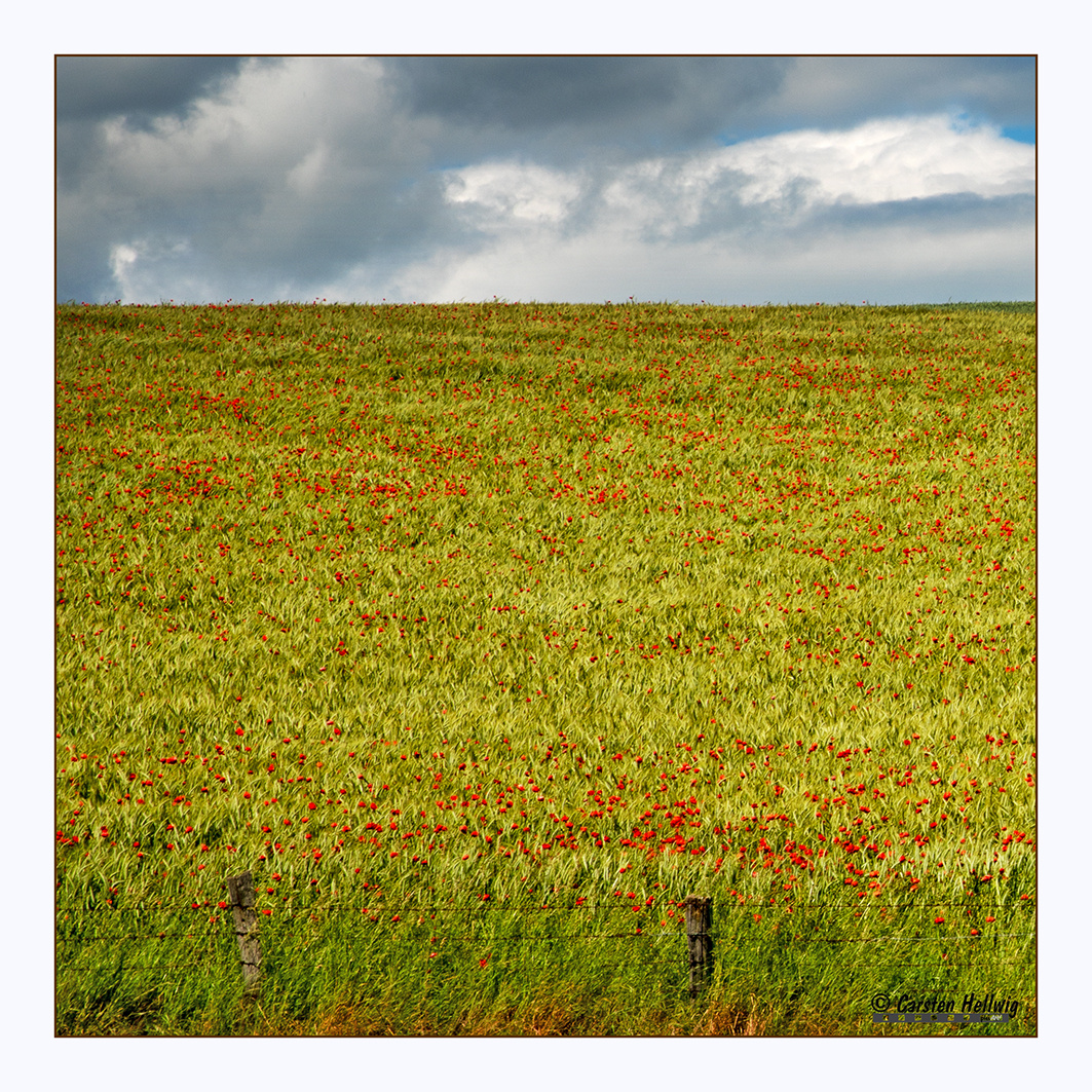 Landschaft mit Mohn IV