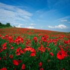 Landschaft mit Mohnblumen