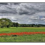 Landschaft mit Mohnfeld