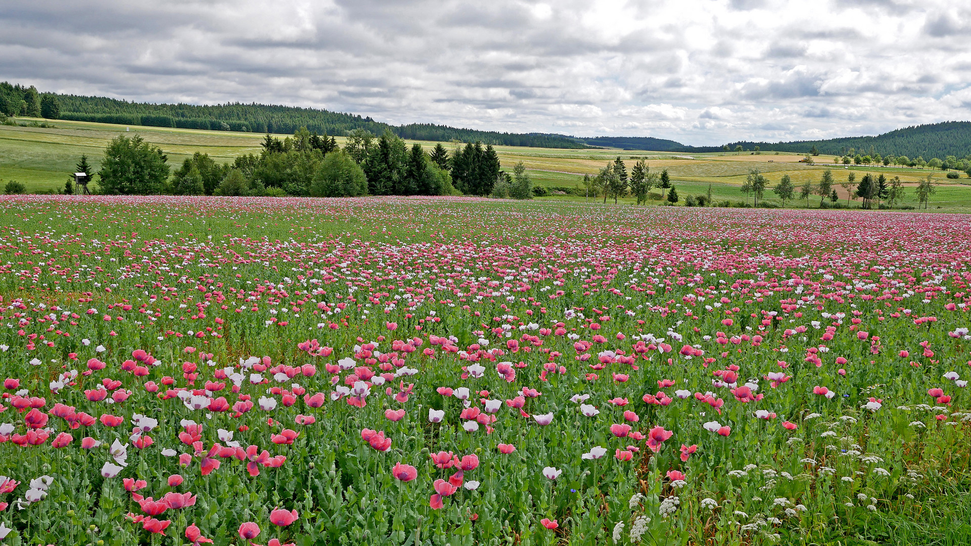 Landschaft mit Mohnfeld