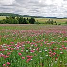 Landschaft mit Mohnfeld