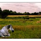 Landschaft mit Pferd