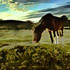 Landschaft mit Pferd