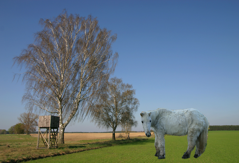 Landschaft mit Pferd