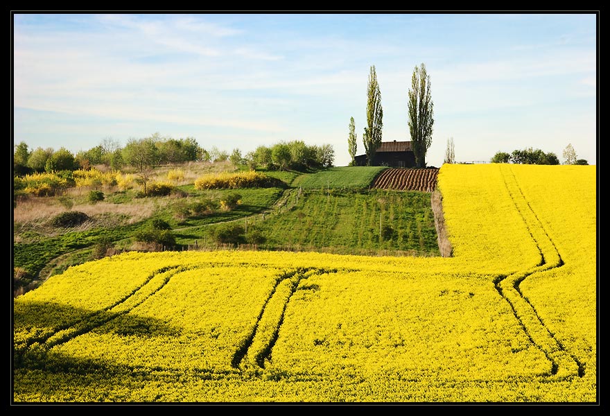 Landschaft mit Raps