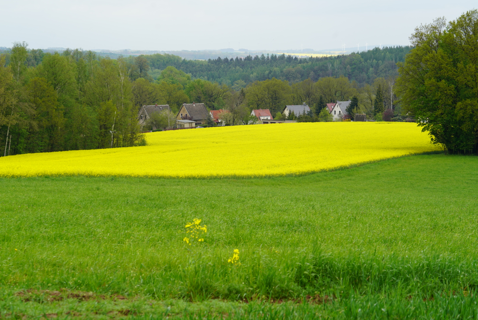 Landschaft mit Raps