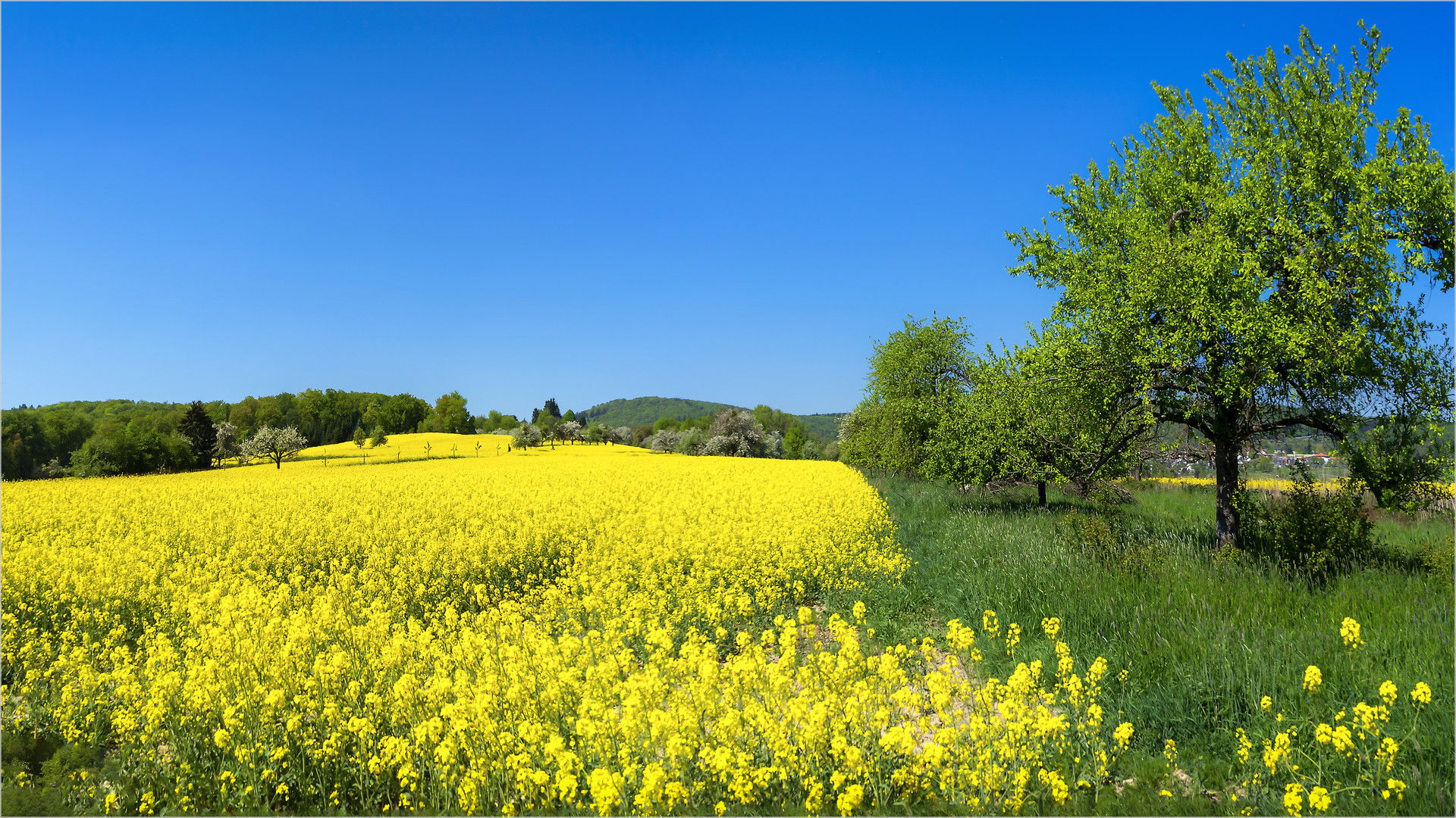 Landschaft mit Raps und Streuobst 