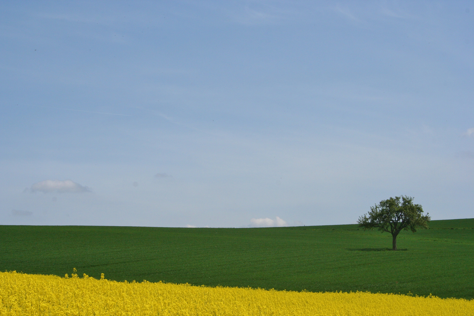 Landschaft mit Rapsfeld