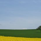 Landschaft mit Rapsfeld