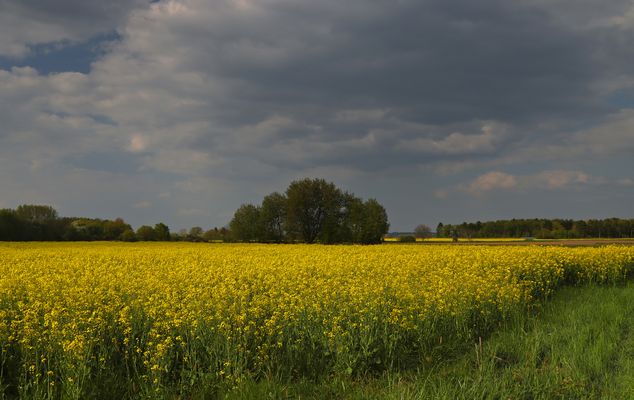 Landschaft mit Rapsfeld