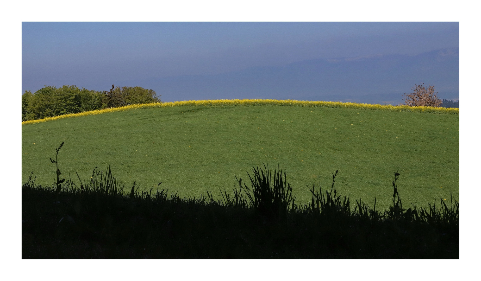 Landschaft mit Rapsfeld