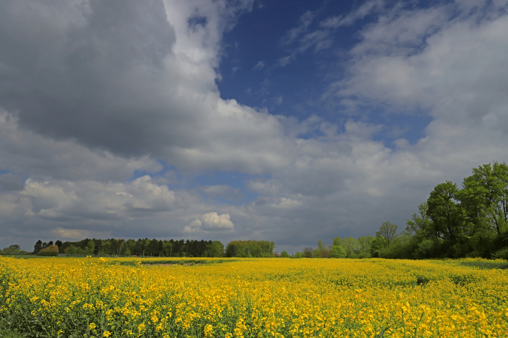 Landschaft mit Rapsfeld