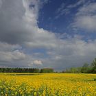 Landschaft mit Rapsfeld