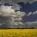 Landschaft mit Rapsfeld und Wolken