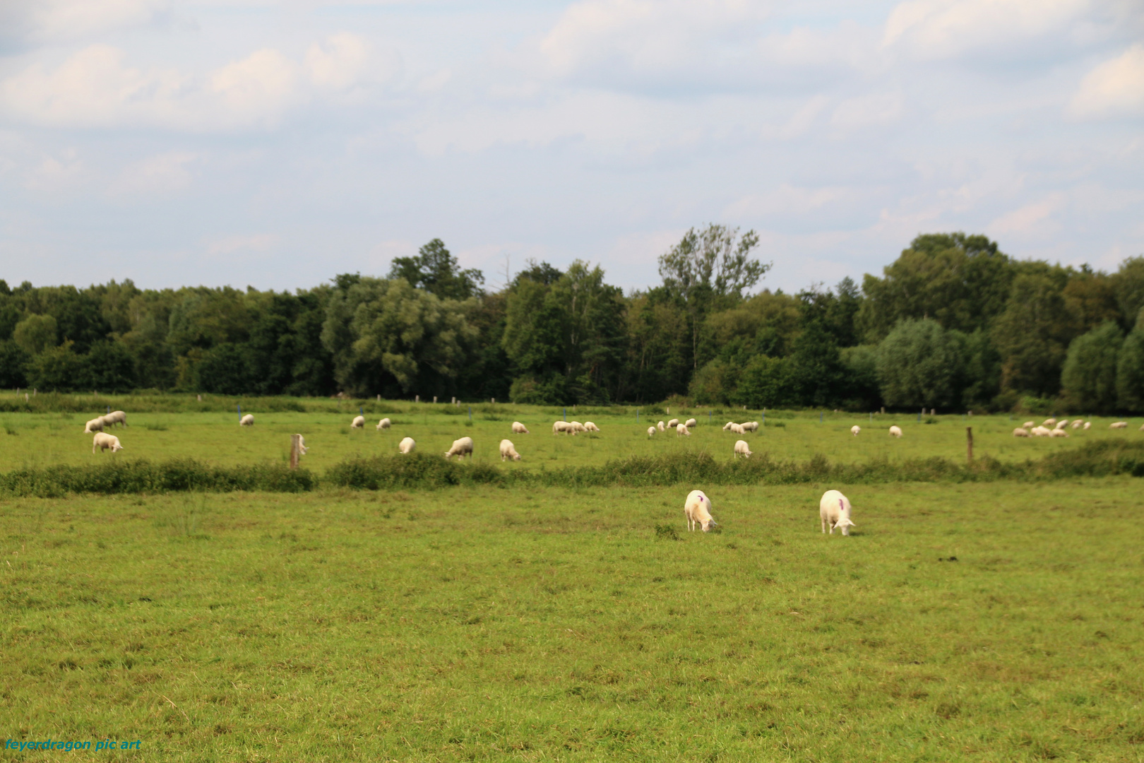 landschaft mit schäfchen 