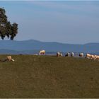 Landschaft mit Schafen