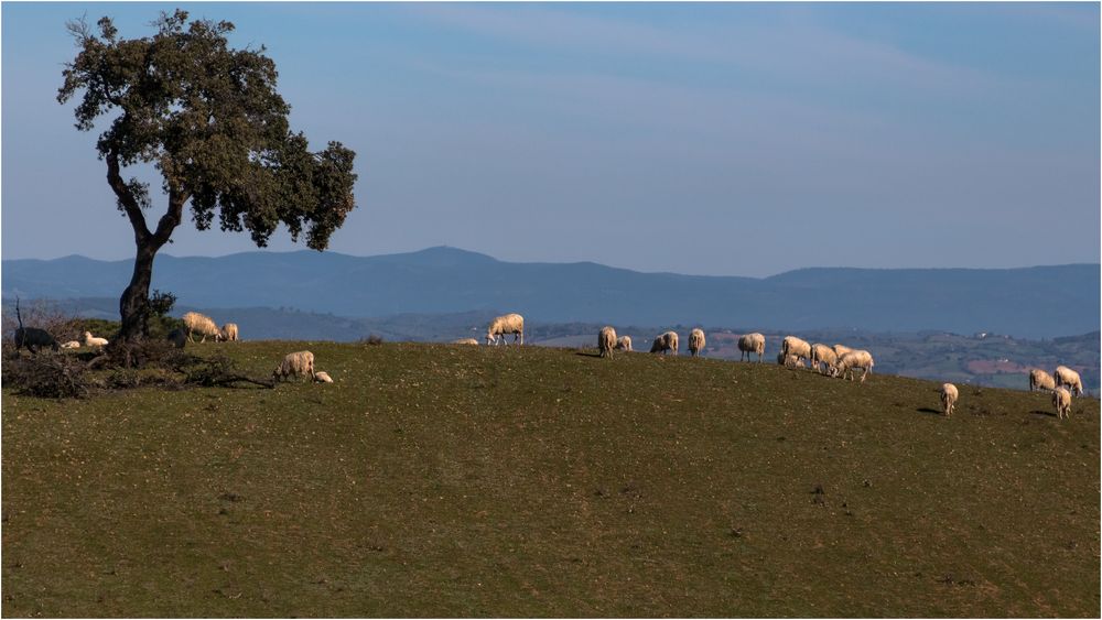 Landschaft mit Schafen