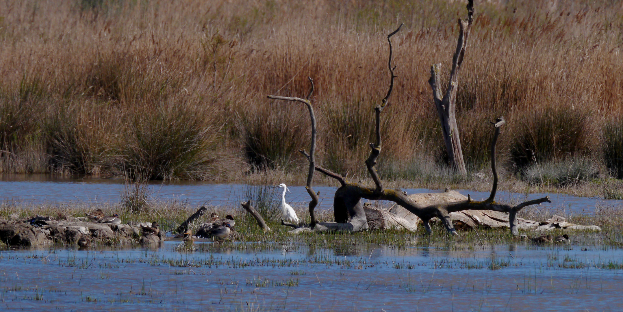 Landschaft mit Silberreiher und Enten