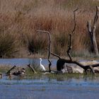 Landschaft mit Silberreiher und Enten