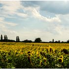 Landschaft mit Sonnenblumen