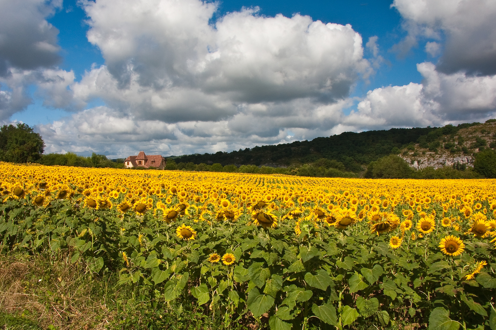 Landschaft mit Sonnenblumen