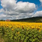 Landschaft mit Sonnenblumen