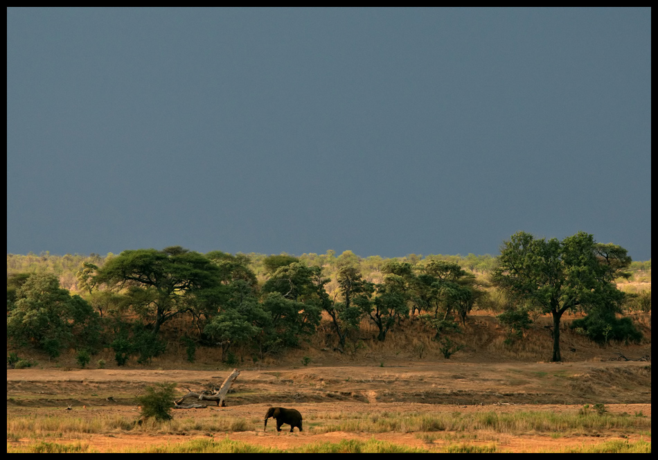 Landschaft mit Tier