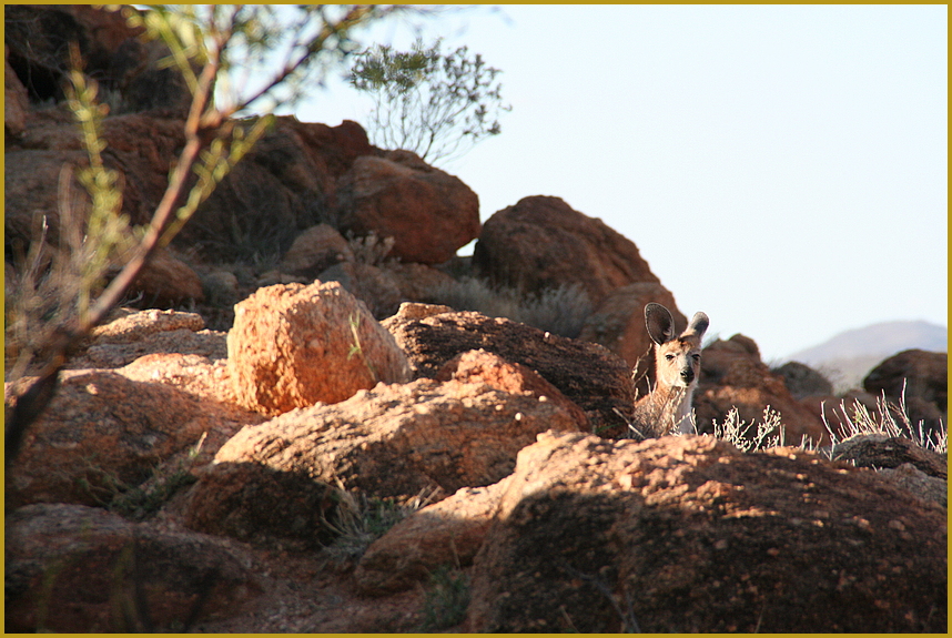 Landschaft mit Tier ... in Australien