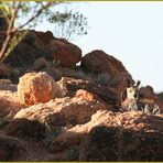 Landschaft mit Tier ... in Australien