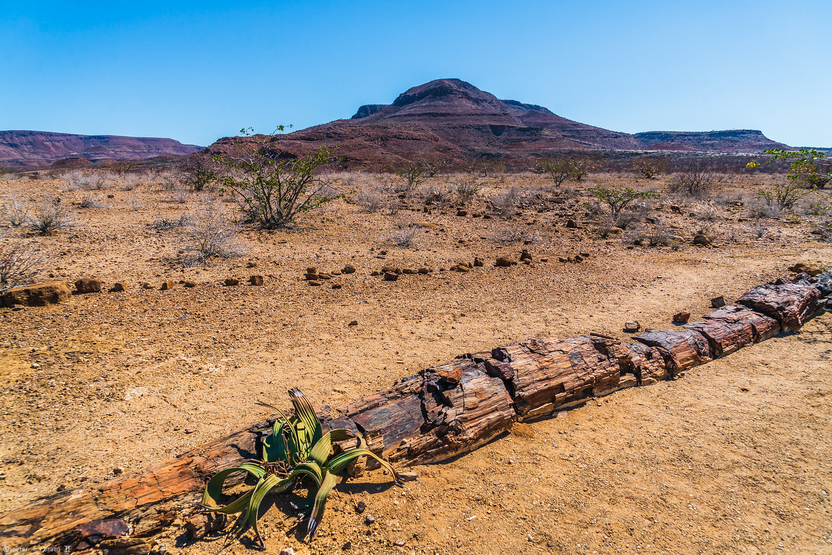 Landschaft mit versteinertem Baum und Welwitschia Mirabilis