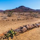 Landschaft mit versteinertem Baum und Welwitschia Mirabilis