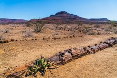 Landschaft mit versteinertem Baum und Welwitschia Mirabilis