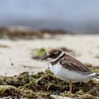 Landschaft mit Vogel