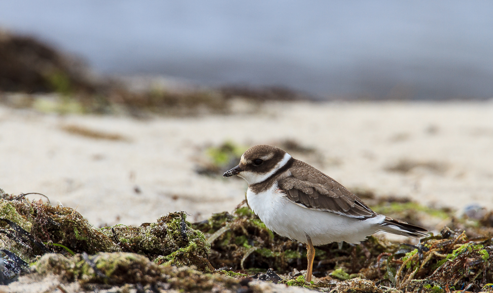 Landschaft mit Vogel