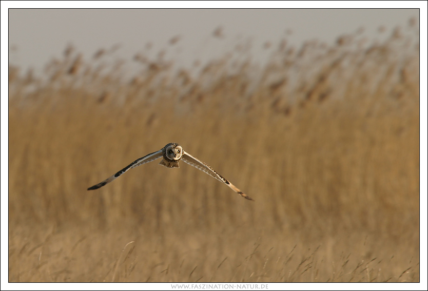 Landschaft mit Vogel ...