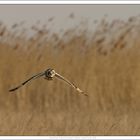 Landschaft mit Vogel ...