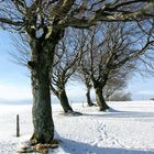 Landschaft mit Weidbuchen im Winter.